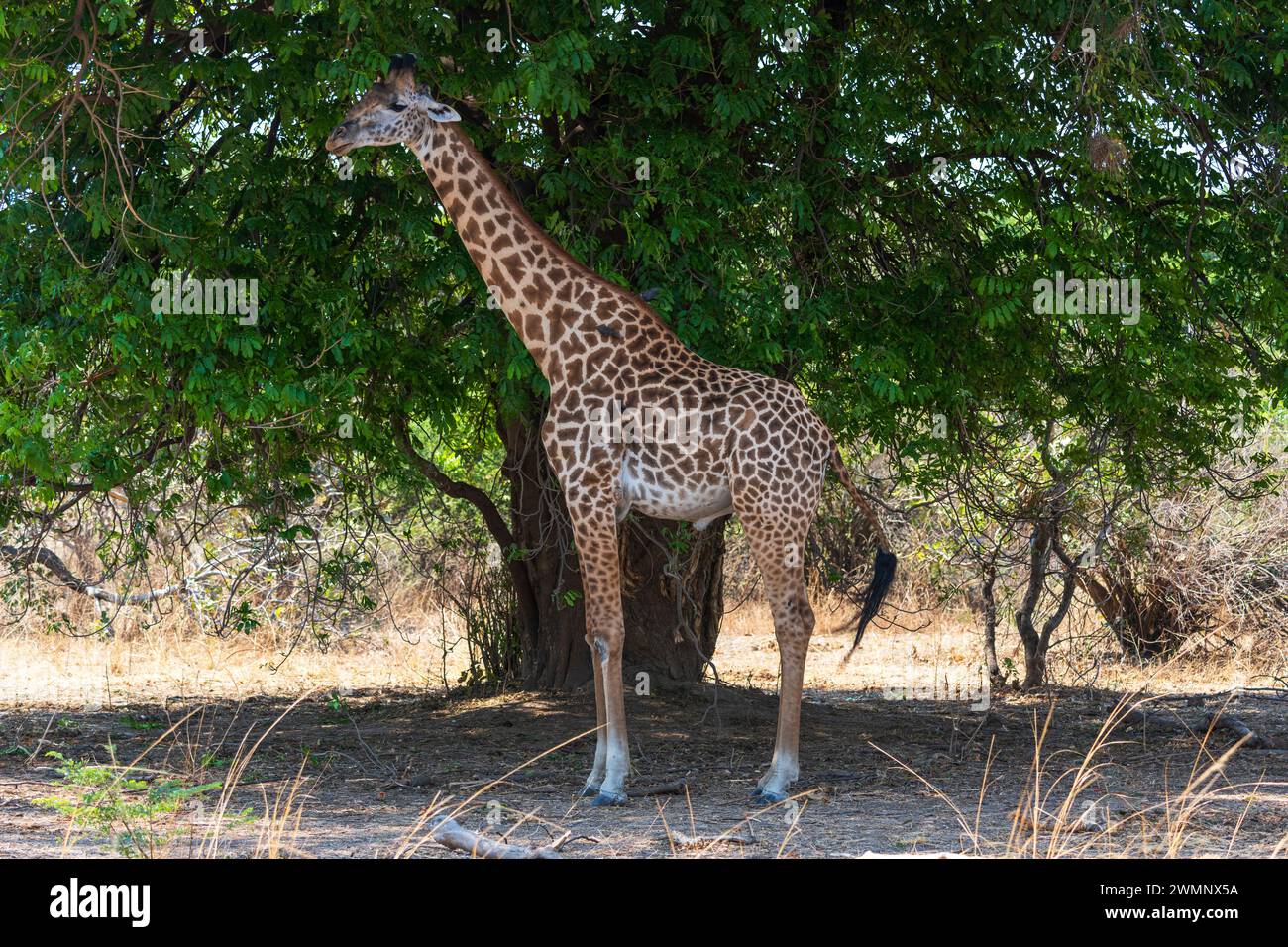 Jirafa macho de Thornicroft (Giraffa camelopardalis thornicrofti) alimentándose de árboles en el Parque Nacional del Sur de Luangwa en Zambia, Sudáfrica Foto de stock