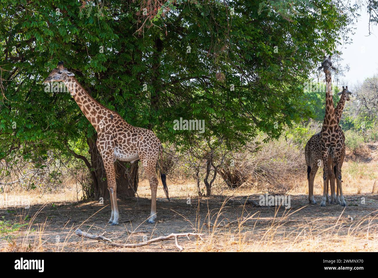 Macho (izquierda) y dos jirafas hembras de Thornicroft (Giraffa camelopardalis thornicrofti) en el Parque Nacional del Sur de Luangwa en Zambia, África del Sur Foto de stock