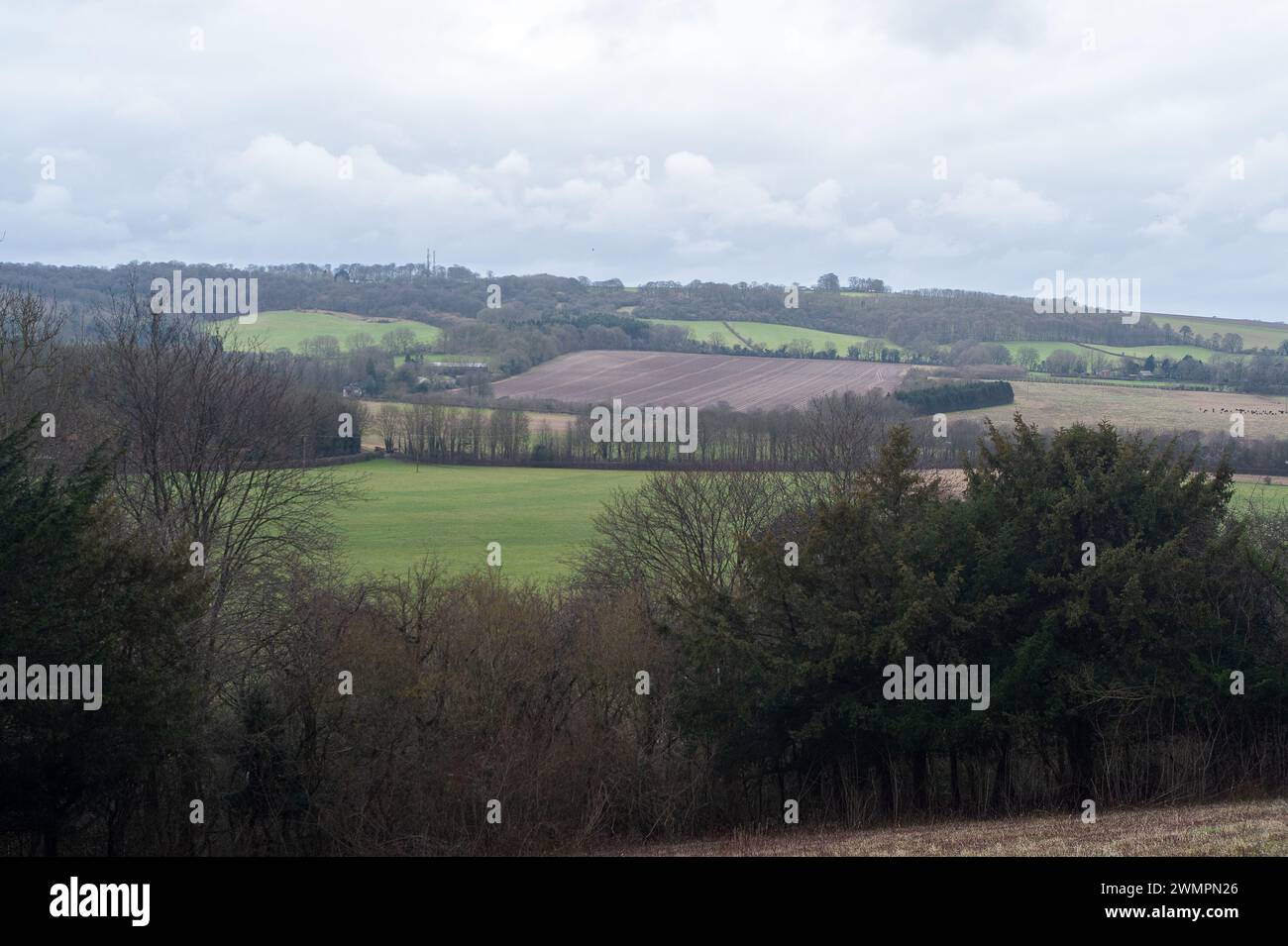 Christmas Common, Watlington, Reino Unido. 25 de febrero de 2024. Vistas a través de las colinas de Watlington Hill en Christmas Common en Oxfordshire. El National Trust describe la caminata desde el estacionamiento del National Trust como 'Descubre los hábitats raros de pastizales y bosques de tiza, así como muchas especies de aves y mariposas, entre otras especies de vida silvestre, en este paseo alrededor del sitio de Watlington Hill. La ruta también ofrece impresionantes vistas sobre el valle de Oxford y a lo largo del Chiltern Escarpment'. Crédito: Maureen McLean/Alamy Live News Foto de stock