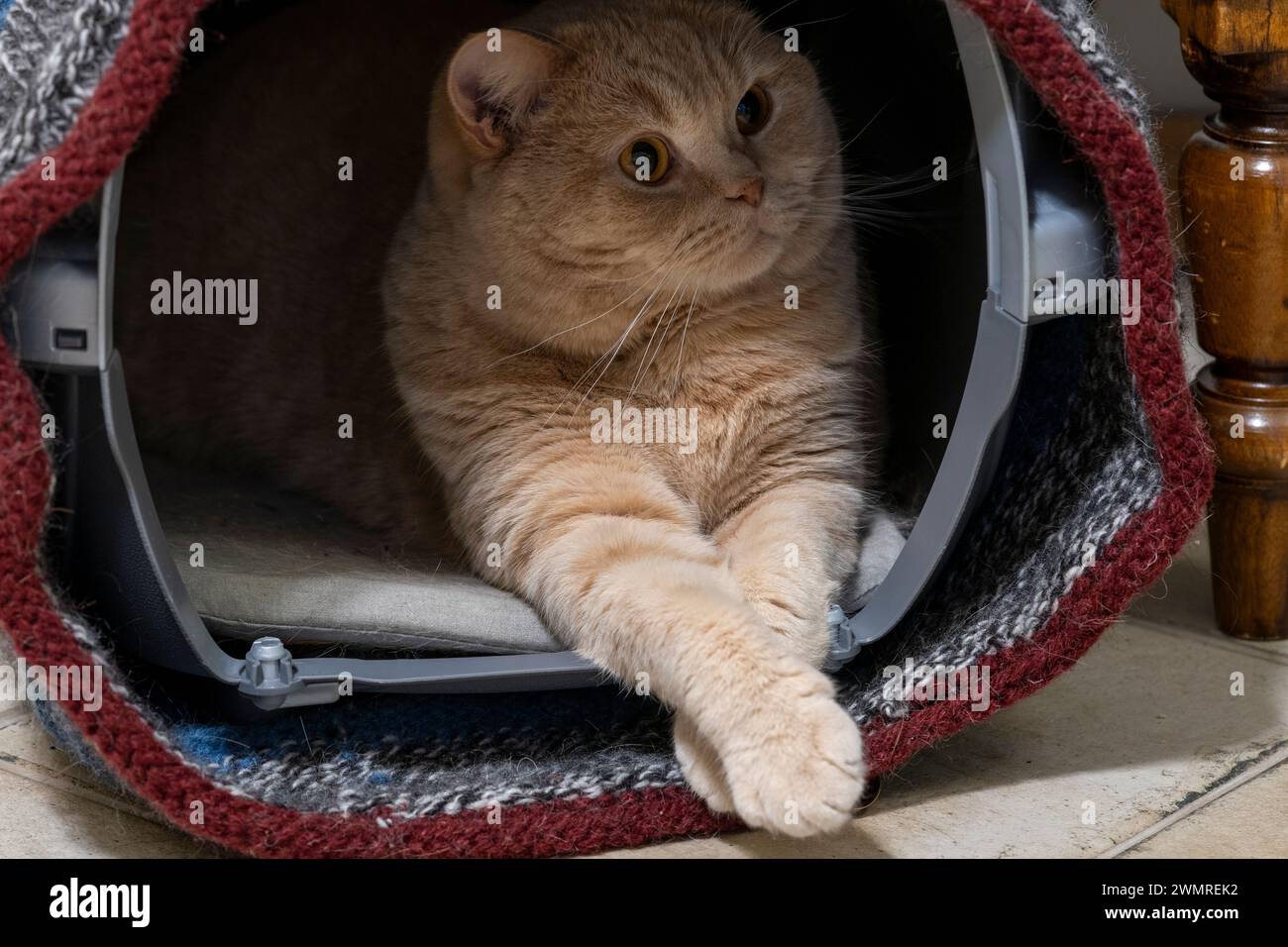Gato británico Shorthair en una foto vívida de primer plano Foto de stock