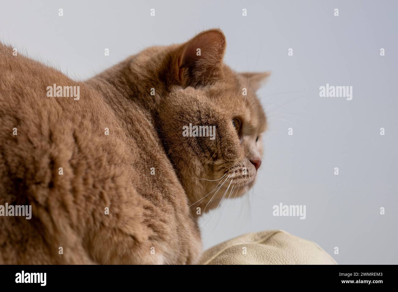 Gato británico Shorthair en una foto vívida de primer plano Foto de stock