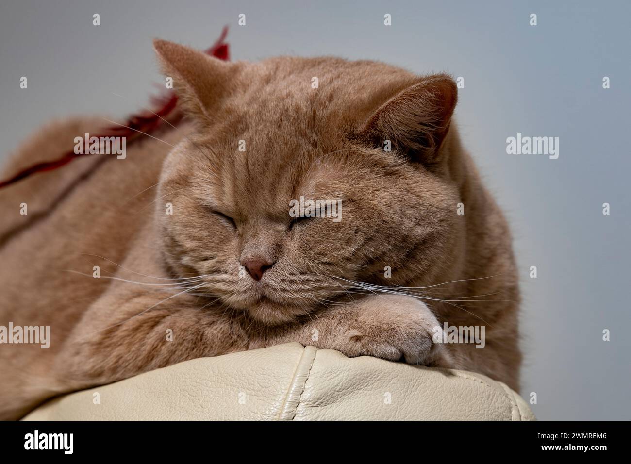 Gato británico Shorthair en una foto vívida de primer plano Foto de stock