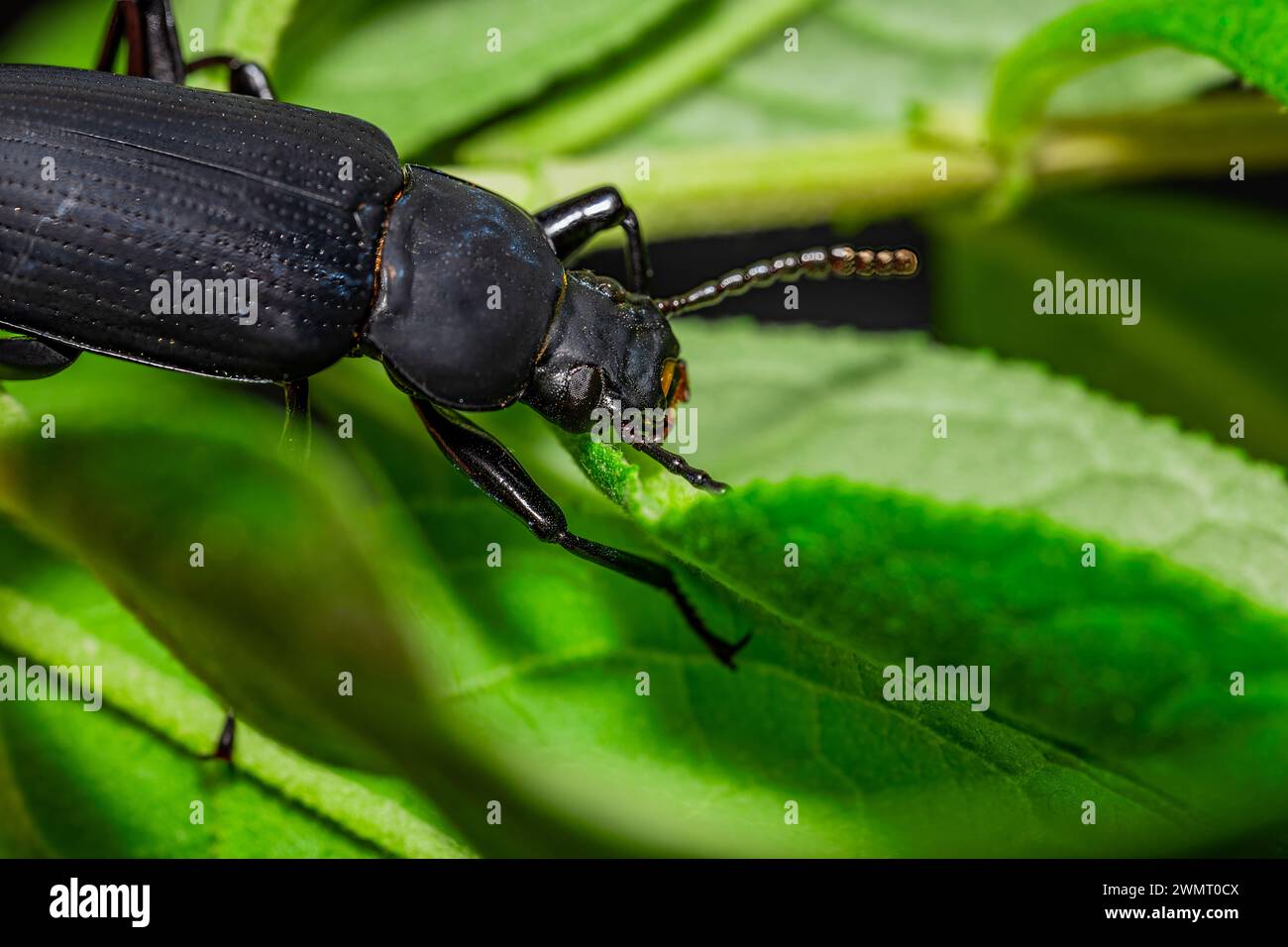 Escarabajo oscuro. Coleoptera Carabidae Insectos en la Naturaleza