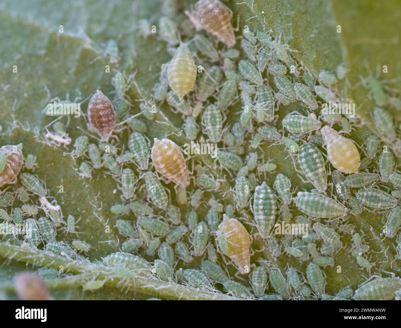 Primer plano de la colonia de áfidos - Hemiptera Aphididae - en hoja de ciruela. Foto macro de la plaga de insectos - piojos de plantas, mosca verde, mosca negra o mosca blanca - jugo de succión Foto de stock