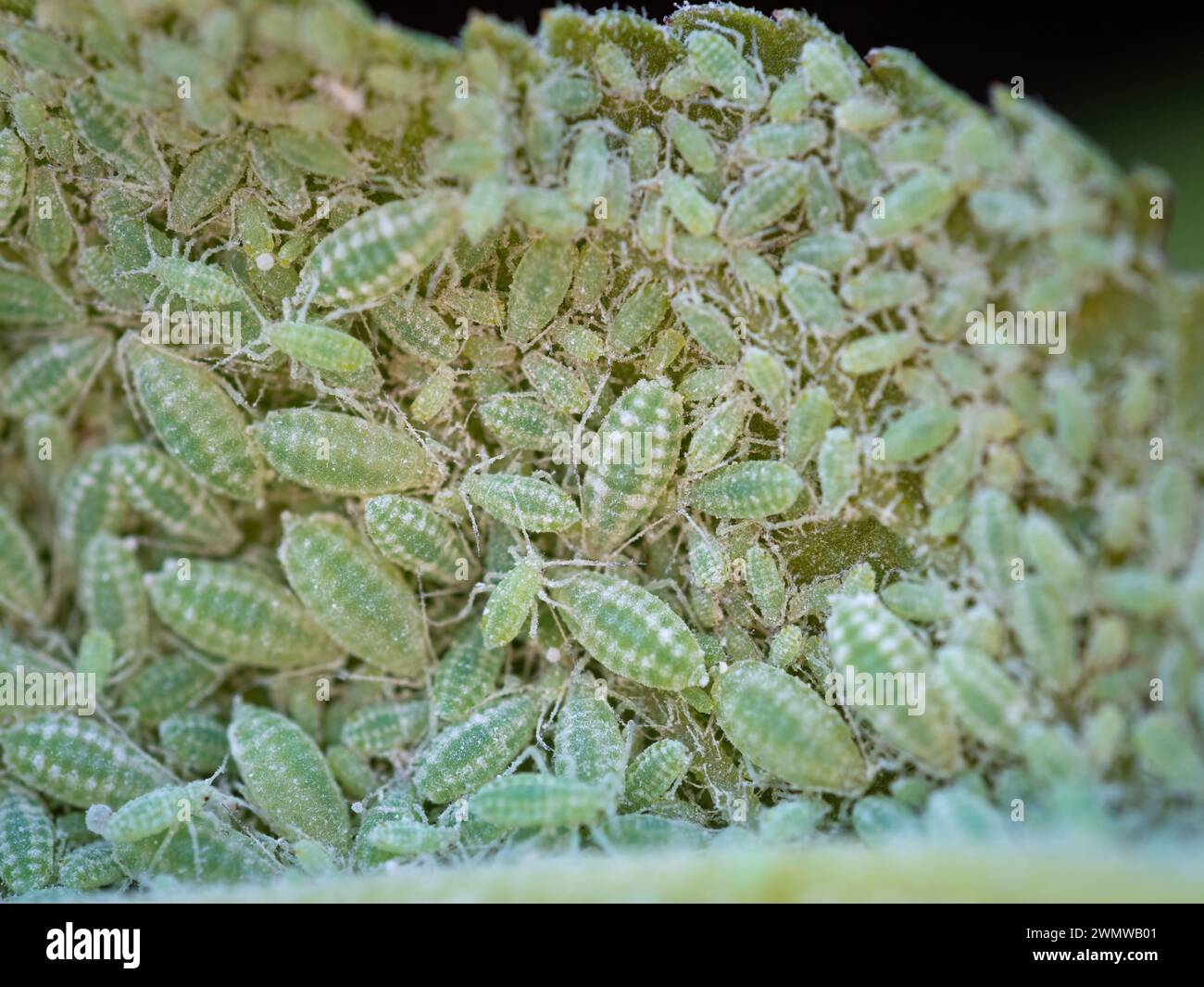 Primer plano de la colonia de áfidos - Hemiptera Aphididae - en hoja de ciruela. Foto macro de la plaga de insectos - piojos de plantas, mosca verde, mosca negra o mosca blanca - jugo de succión Foto de stock