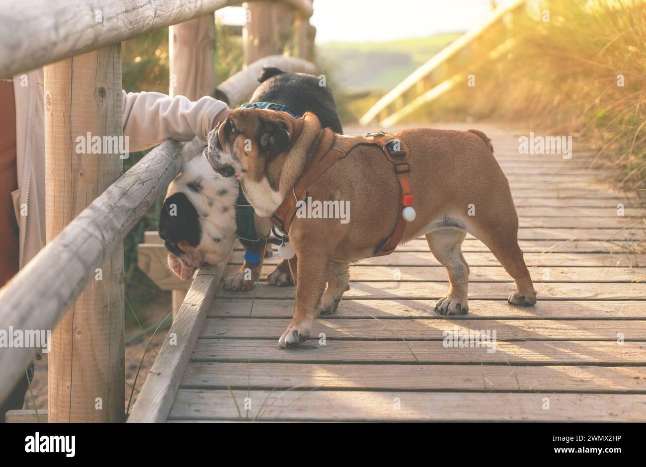 Un hombre jugando con sus perros en el parque Foto de stock