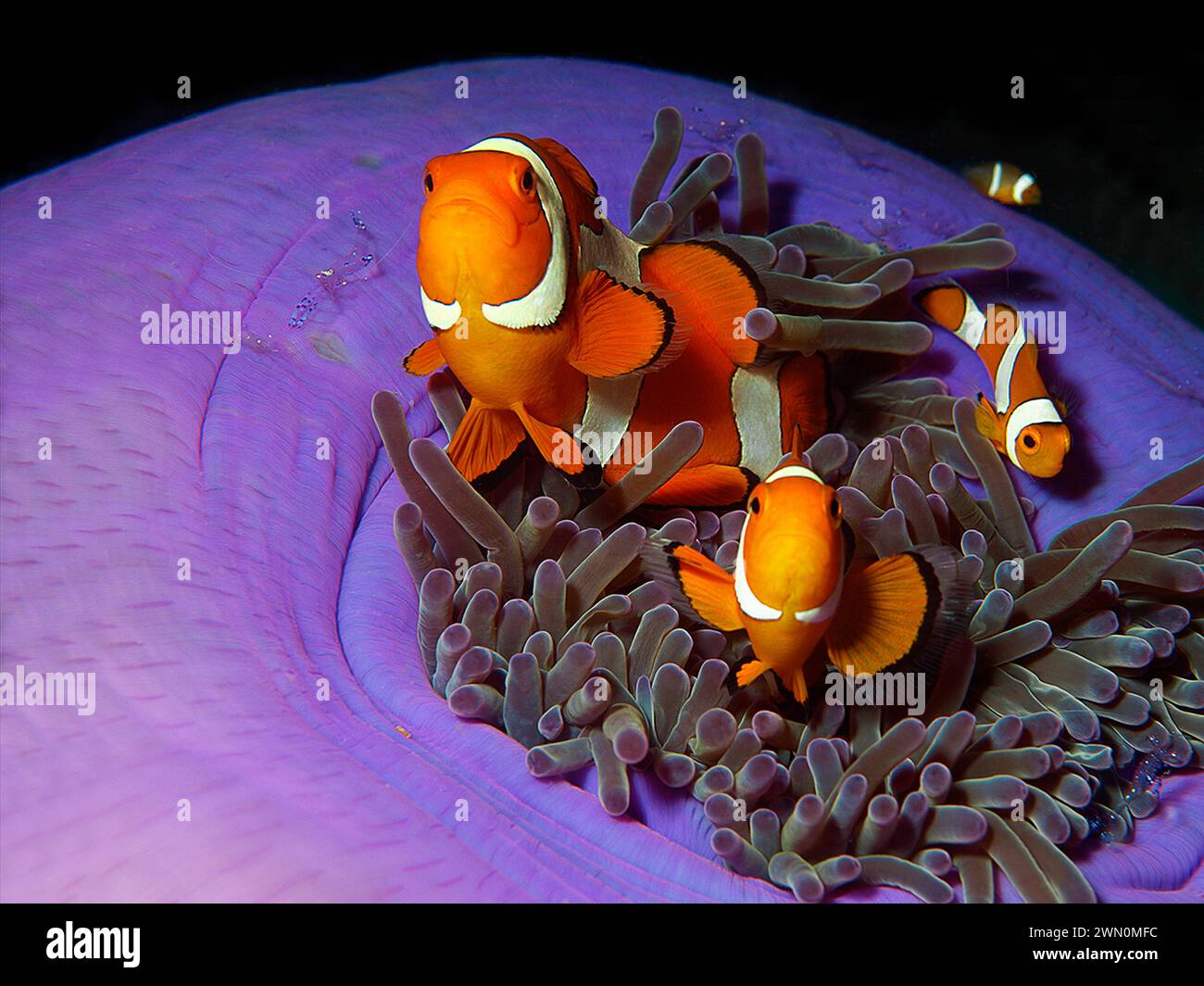 Los peces Anemonefish siempre están en movimiento: El pez payaso en su mar en el arrecife de coral en Raja Ampat, Indonesia. Fotografía submarina: 3 pez payaso en anémona Foto de stock