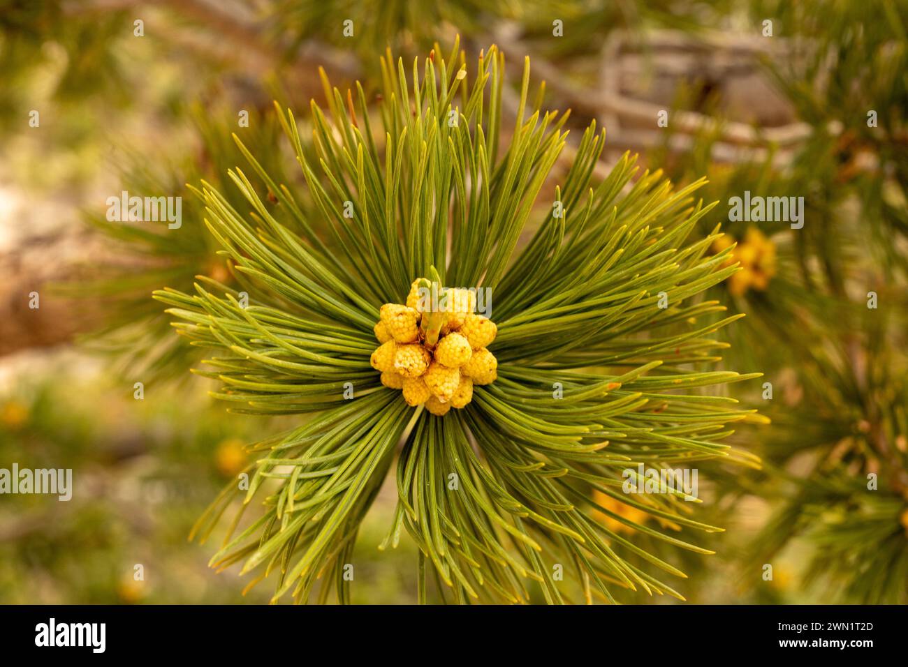 Los conos de pino comienzan a formarse en las Tips of Pine Tree Branch en Sion Foto de stock
