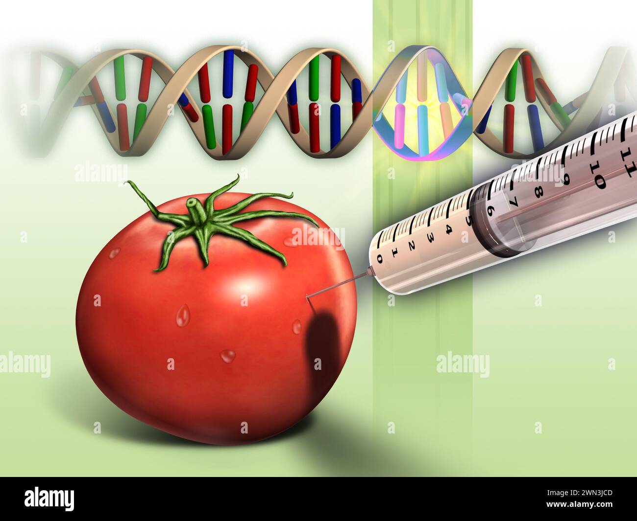 Secuencia de tomate y adn genéticamente modificados. Ilustración digital. Foto de stock