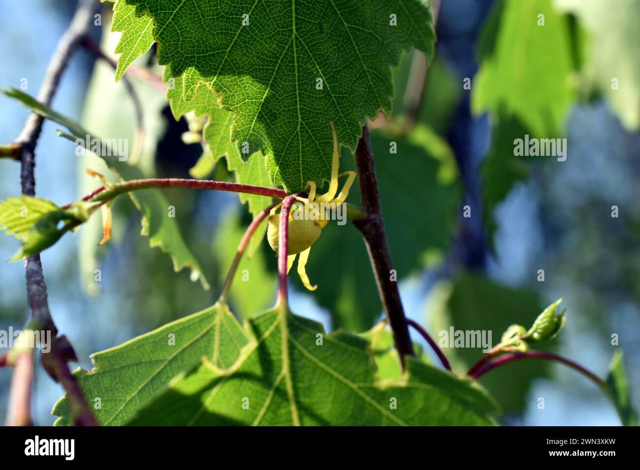 Una araña de flores amarillas se escondió entre las hojas en una rama de árbol y está esperando a su víctima. Foto de stock