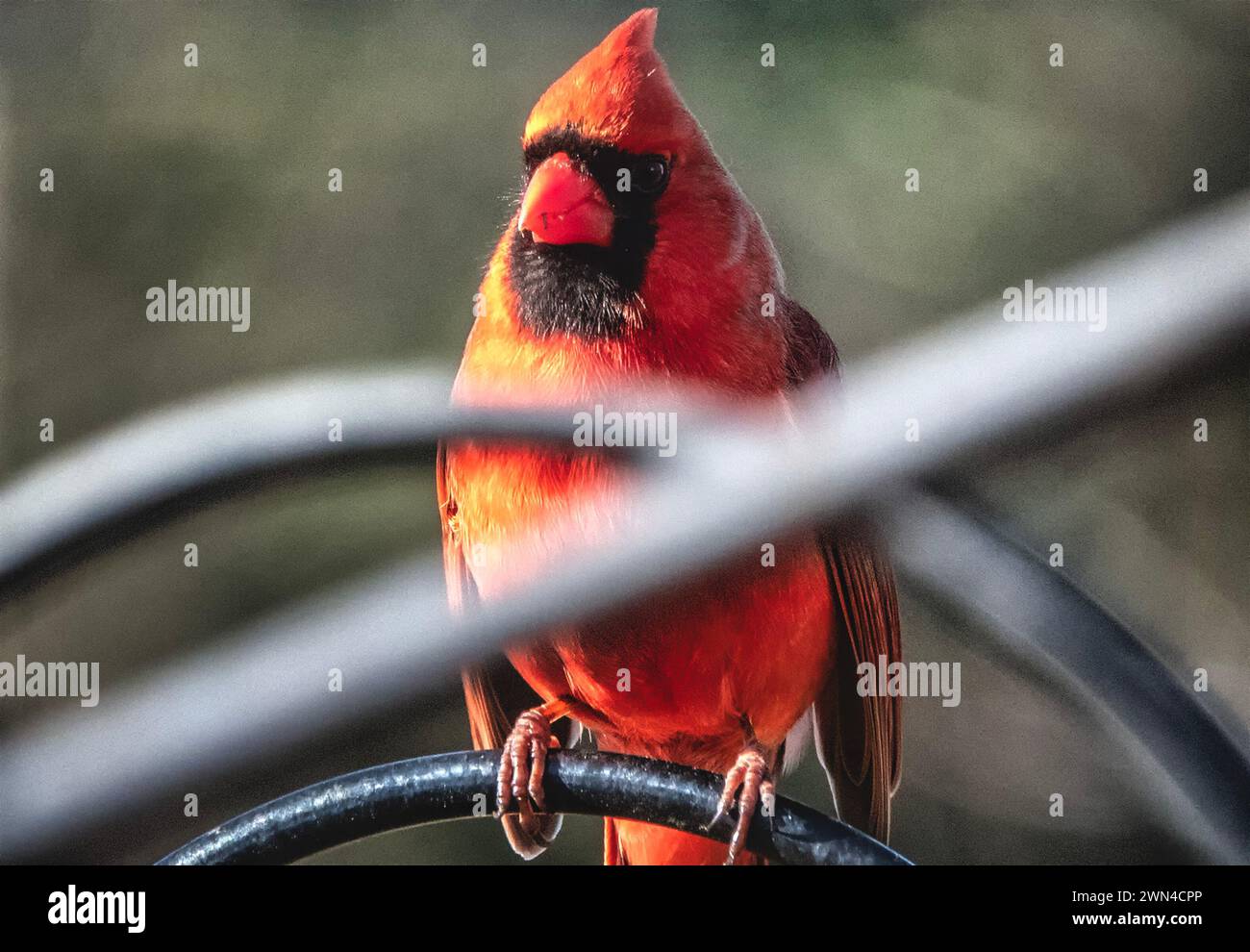 Un cardenal del norte masculino detrás de las rejas Foto de stock
