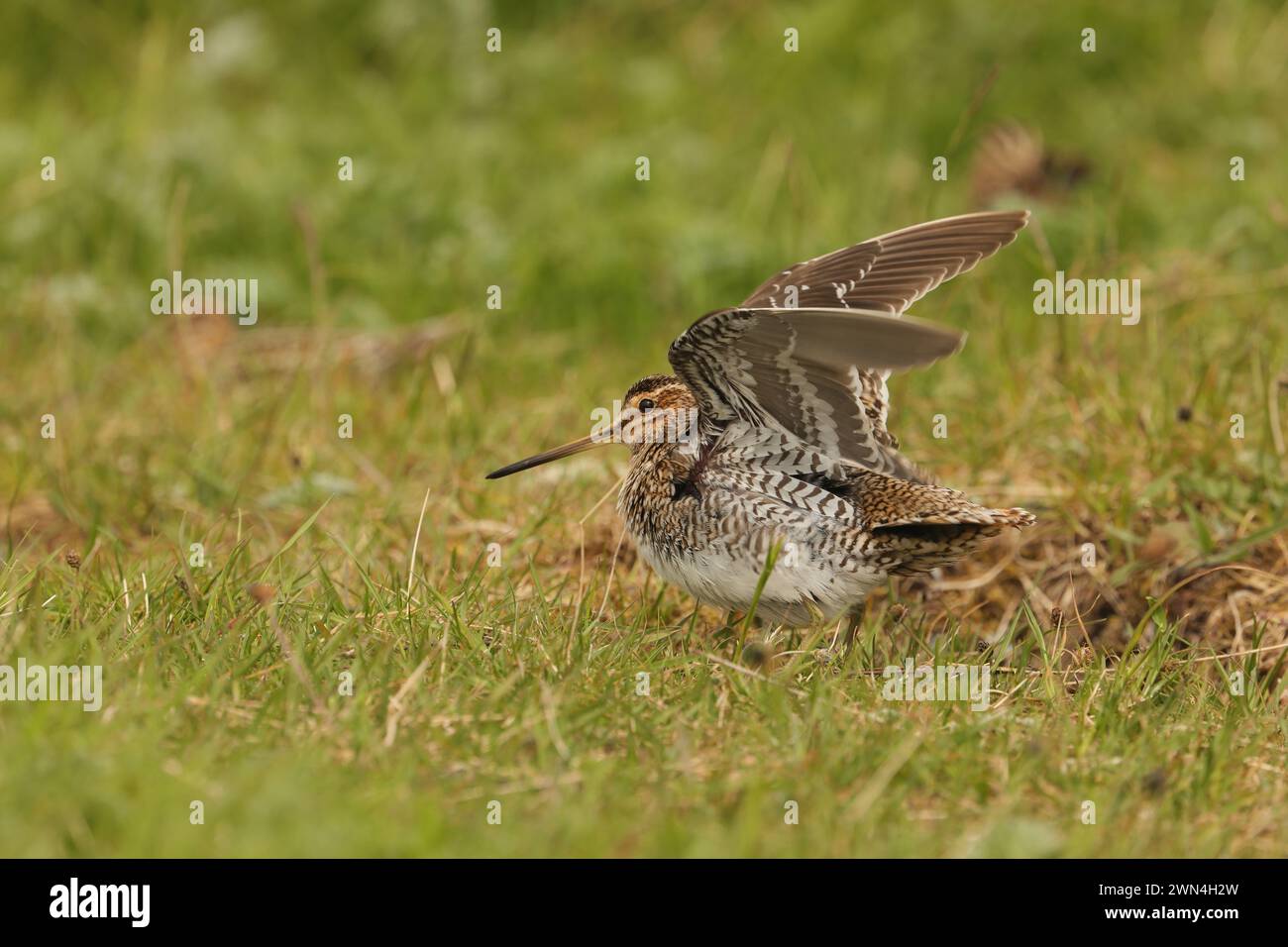 Snipe en el machire de North Uist donde son abundantes y se reproducen. Foto de stock