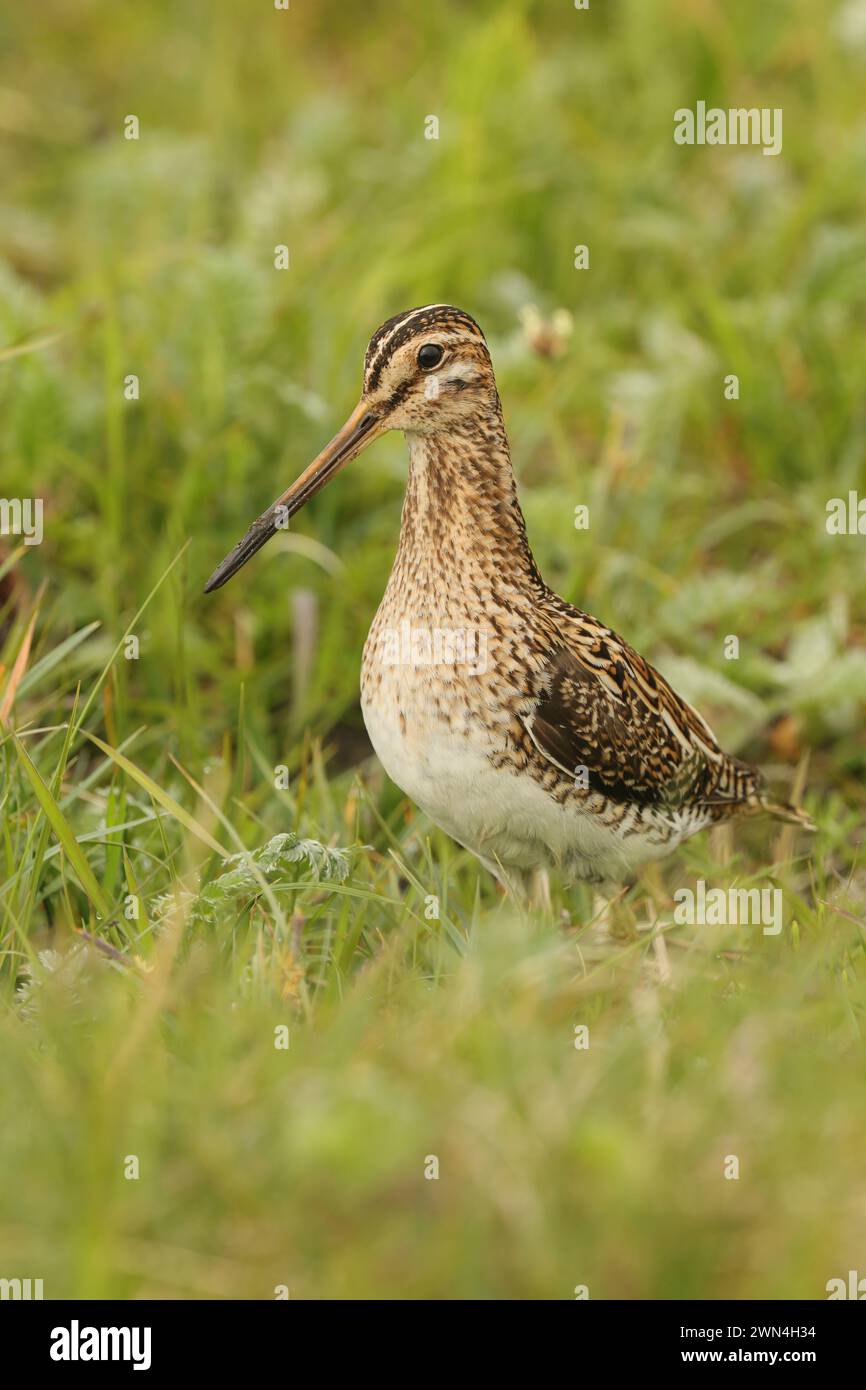 Snipe en el machire de North Uist donde son abundantes y se reproducen. Foto de stock