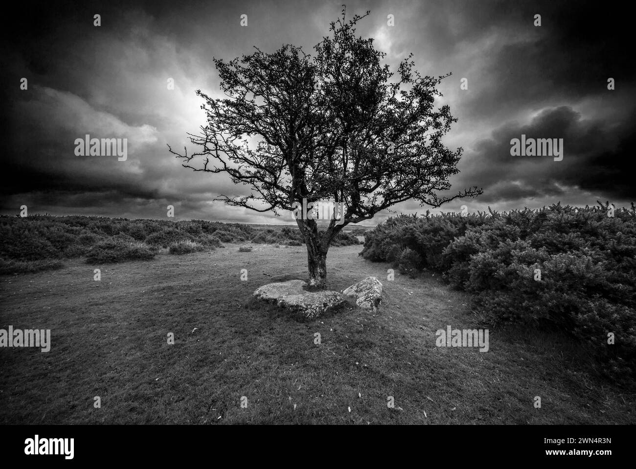 Árbol solitario que crece en el páramo de Bodmin, establecido contra nubes oscuras de tormenta, Foto de stock