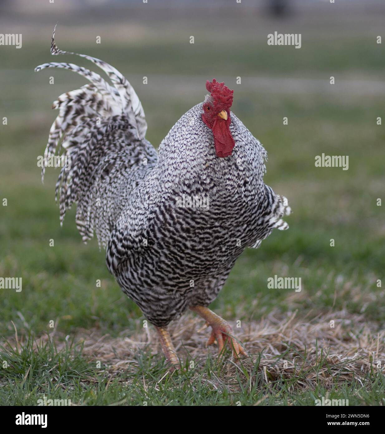 Gallo de pollo Dominique de rango libre que salta hacia la cámara en un pasto gressy en Carolina del Norte. Foto de stock