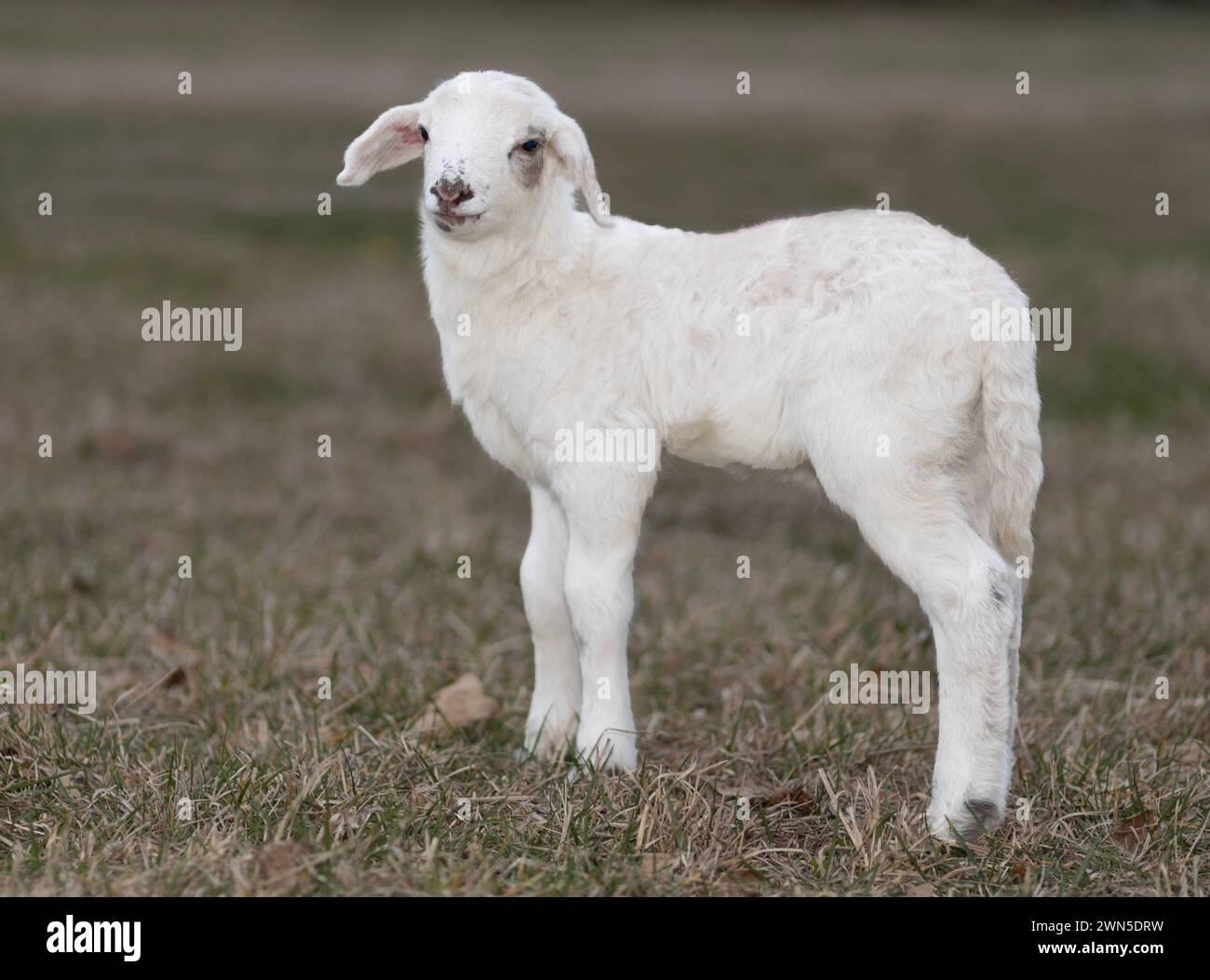 Cordero de oveja Katahdin blanco que es muy joven de pie en un pasto verde. Foto de stock