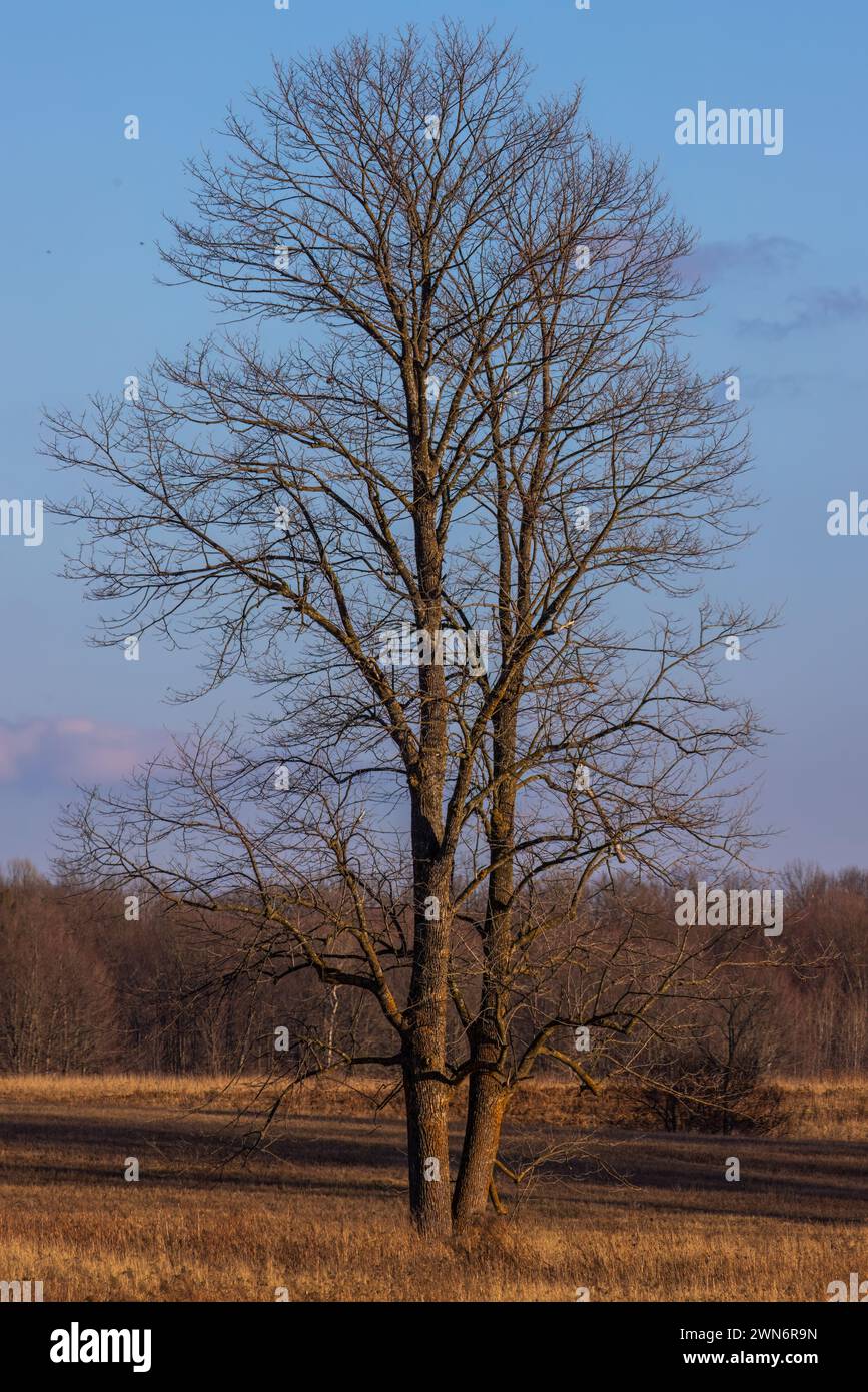 Un árbol de arce maduro en una noche de febrero en el norte de Wisconsin. Foto de stock