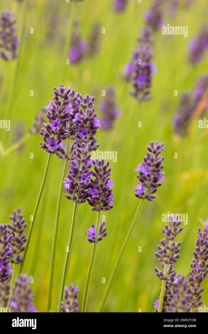 La lavanda, la montaña de lavanda, Condado de Washington, Oregón Foto de stock