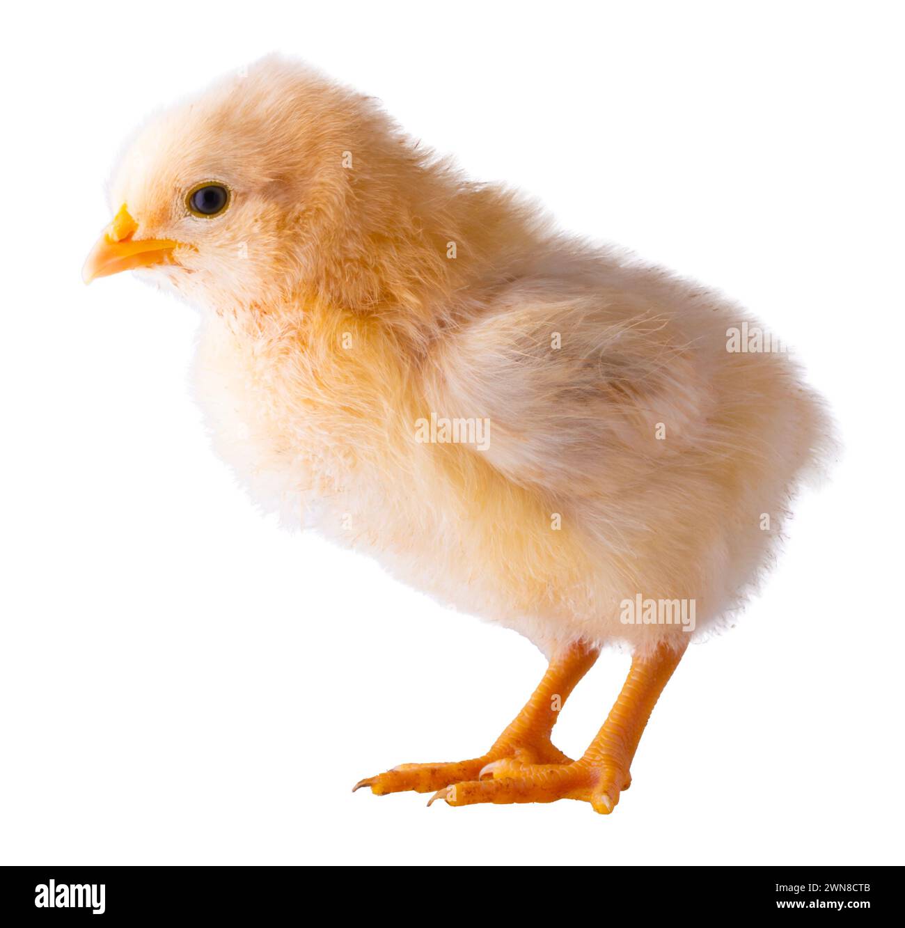 Buff Orpington pollo que es de color amarillo brillante con luces blancas aisladas en una foto de estudio. Foto de stock