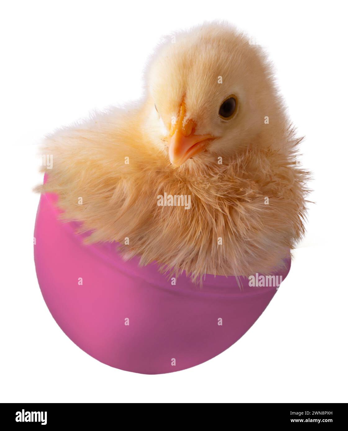 Oro brillante buff Orpington cheque de pollo que está dentro de la mitad de los huevos de Pascua de plástico para los niños. Foto de stock