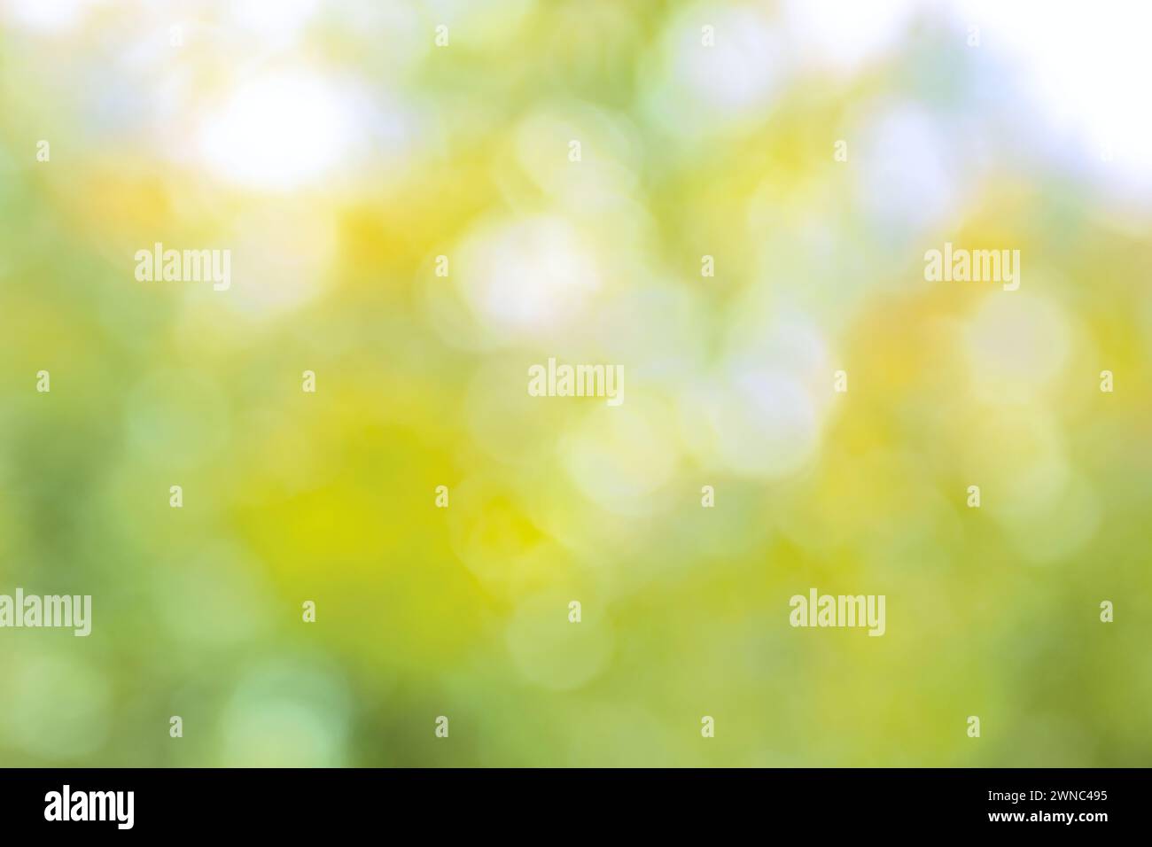 Brillante amarillo verde borroso fondo brillante de la naturaleza. Bokeh fresco de primavera o verano follaje. La luz del sol en las plantas hojas y flores. Ensoñador defoc Foto de stock