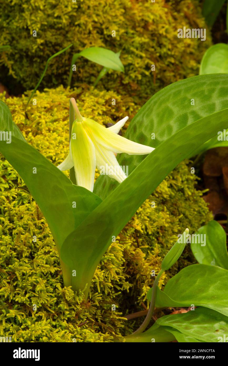 Fawn lily (Erythronium oregonum), pastos Bushs Park, Salem, Oregon Foto de stock