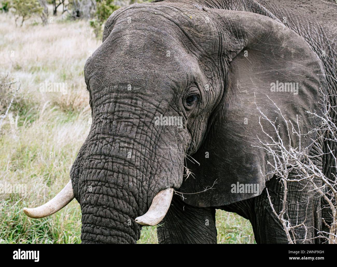 Close up retrato de un elefante africano. Safari en la sabana, Sudáfrica, Parque Nacional Kruger. Animales hábitat natural, fondo de vida silvestre, na salvaje Foto de stock