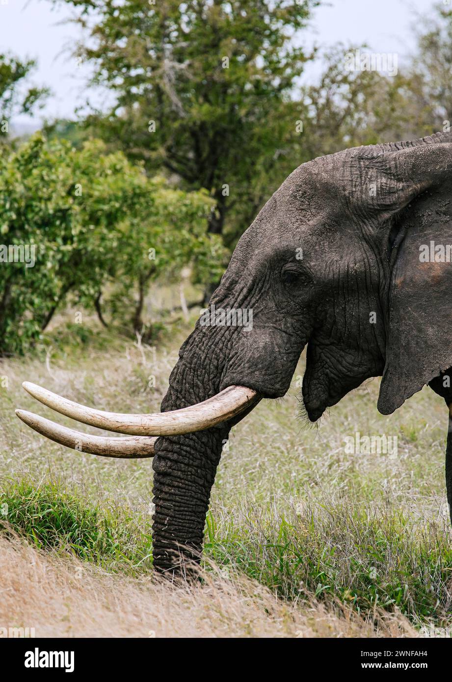 Cabeza elefante africano con la boca abierta, retrato de cerca, vista lateral. Safari en la sabana, Sudáfrica, Parque Nacional Kruger. Animales hábitat natural, w Foto de stock