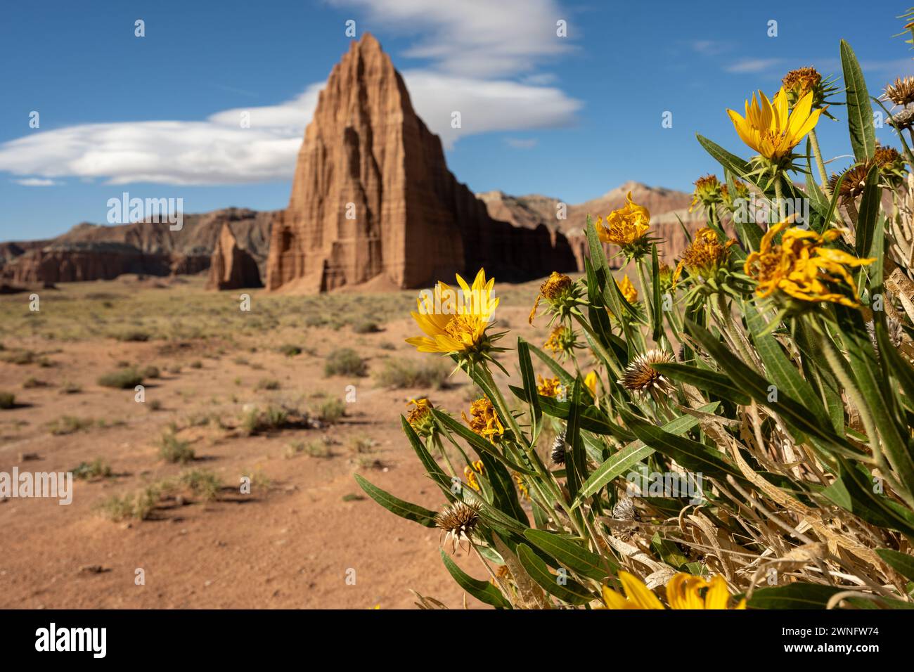 Los girasoles amarillos brillantes atrapan el sol de la mañana con el templo del sol en la distancia en el Parque Nacional Capitol Reef Foto de stock