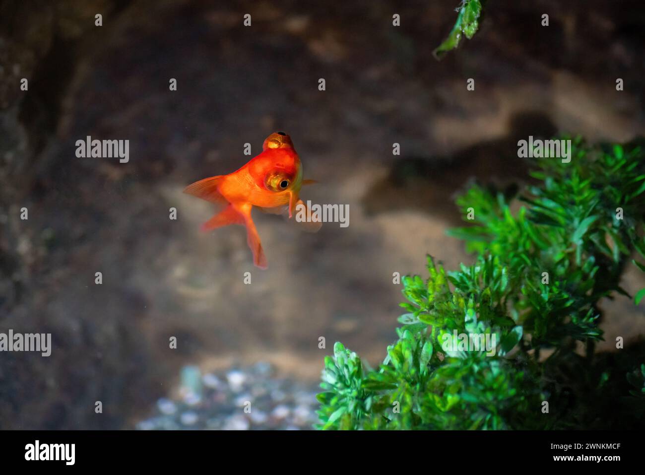 Telescope Goldfish (Carassius auratus) - Pez mascota de agua dulce Foto de stock