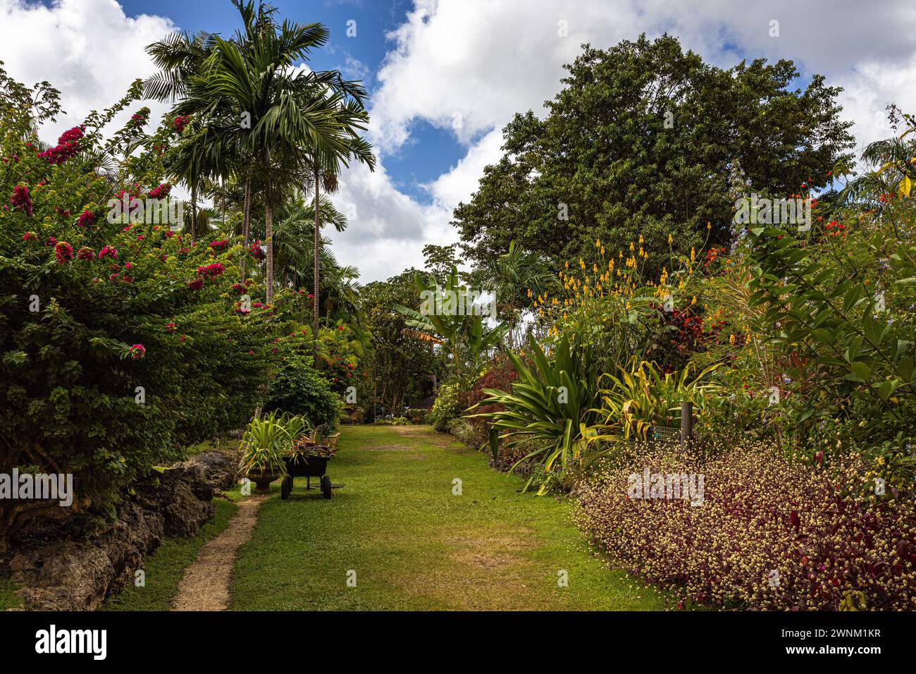 Bosque de flores, Barbados, Isla del Caribe Foto de stock