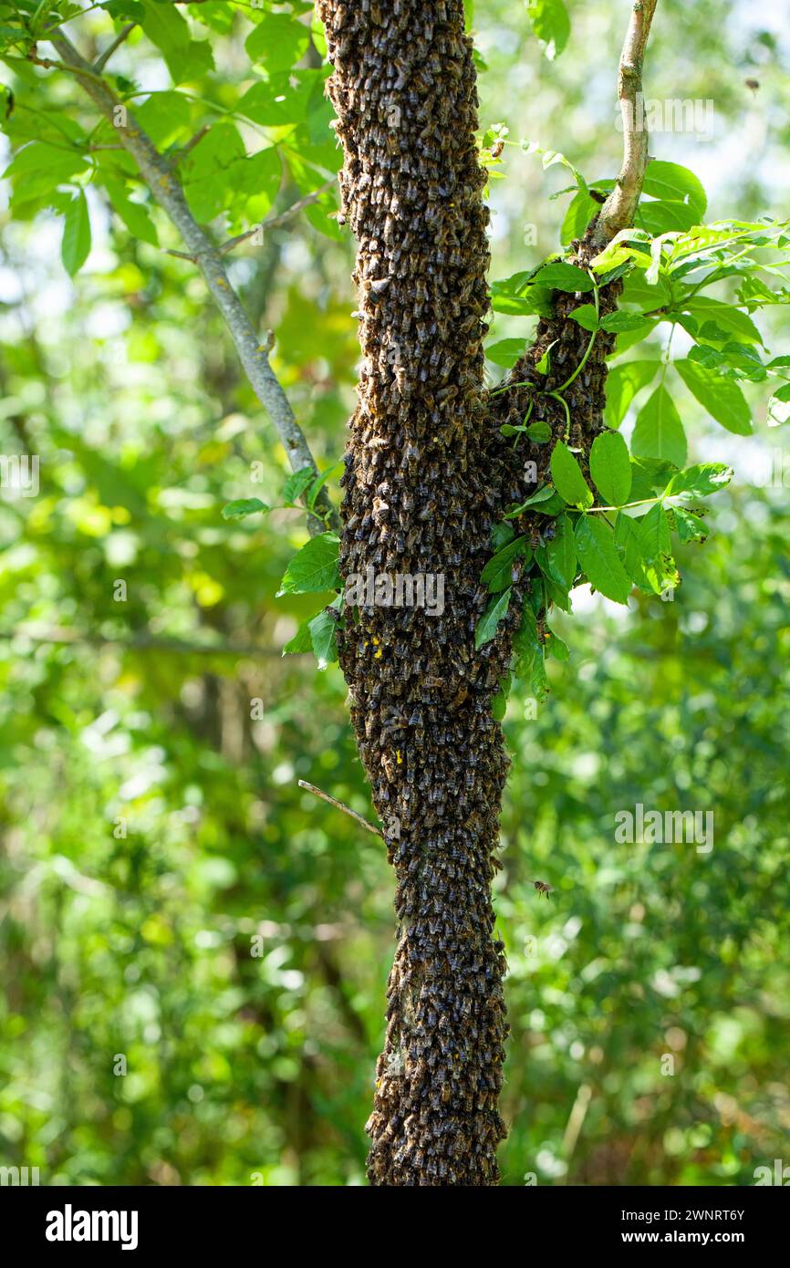 Un enjambre de abejas salió volando de la colmena en un caluroso día de verano y aterrizó en un tronco de árbol. El apicultor los roció suavemente con agua de menta para prevenirlos Foto de stock