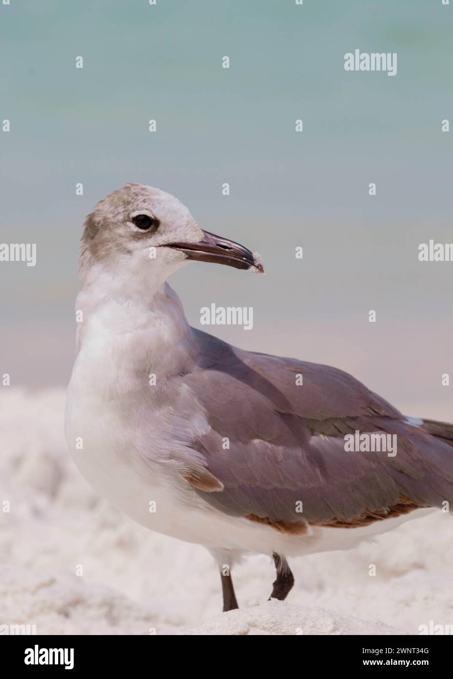 Retrato de gaviota en PCB Foto de stock