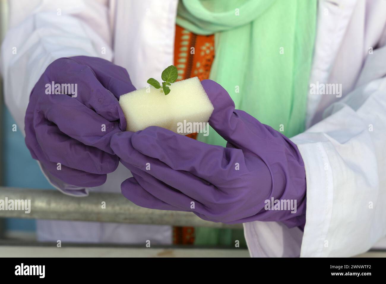 Patata Técnica de cultivo de plantas con sistema aeropónico en invernadero. Foto de stock