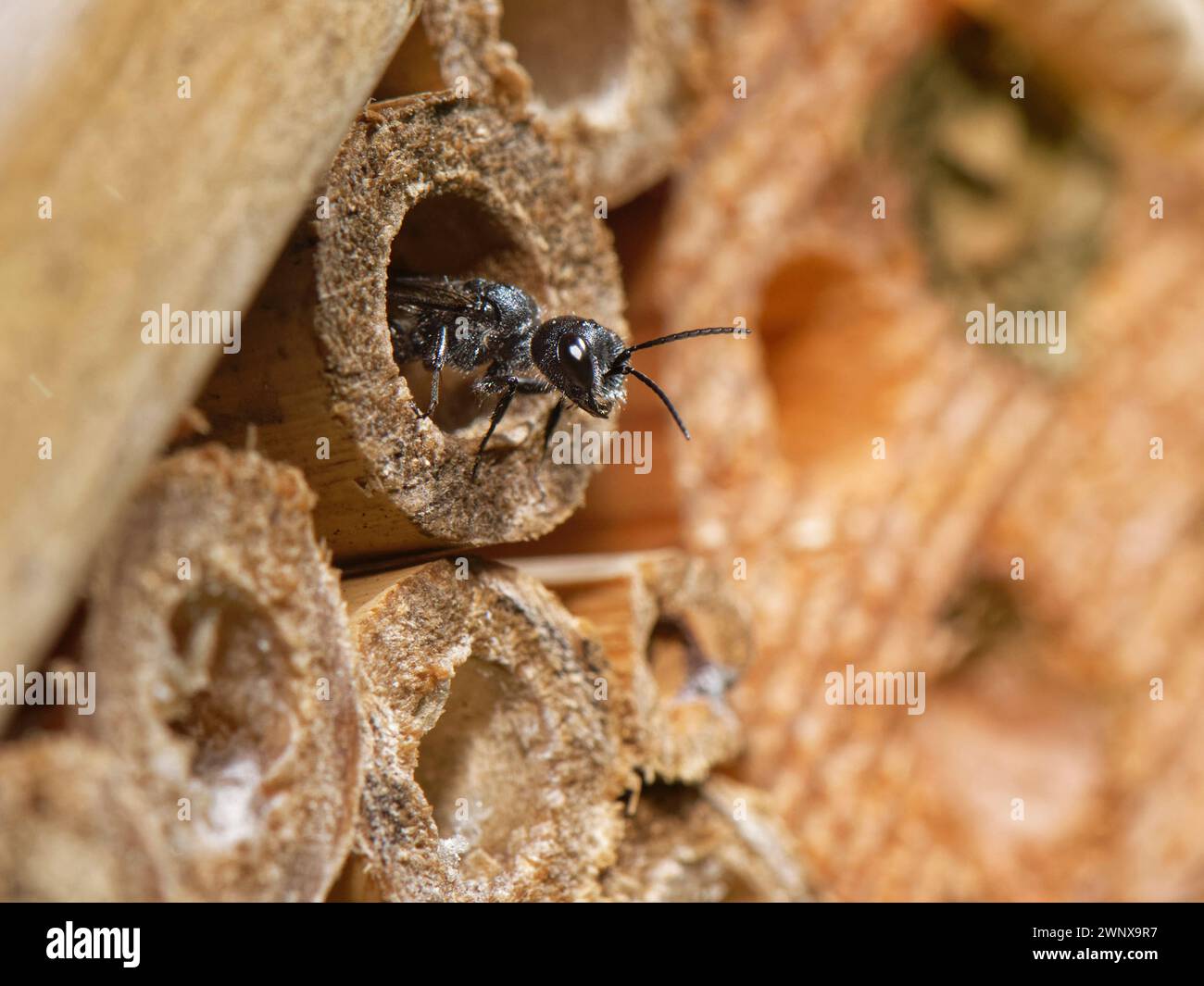 Avispa de áfidos (Pemphredon sp.) Emergiendo de un tubo de bambú en un hotel de insectos en el que está anidando, Wiltshire garden, Reino Unido, agosto. Foto de stock