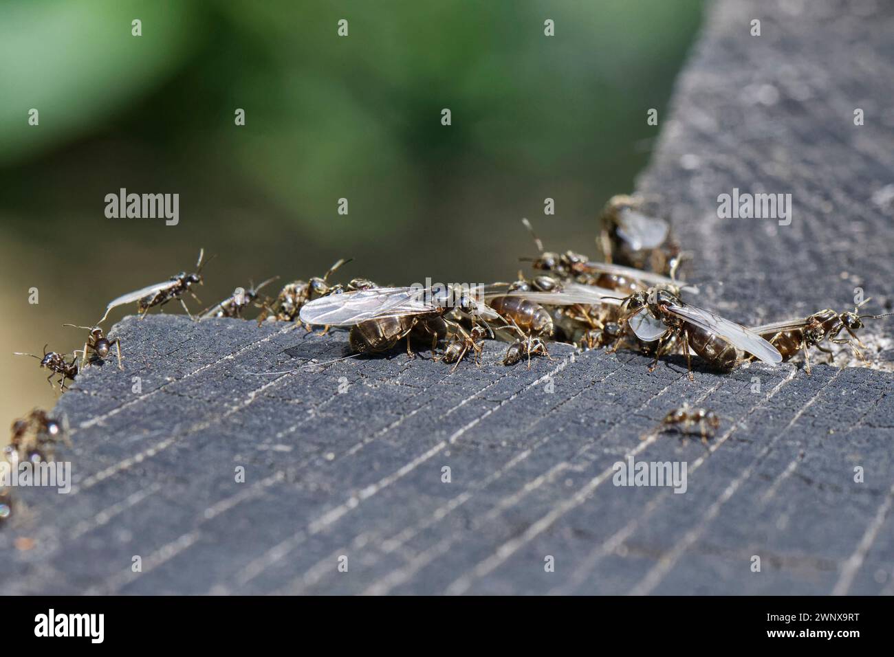 Hormiga de jardín negra (Lasius niger), obreros sin alas, alatos machos alados y alatos femeninos más grandes o reinas que se reúnen en durmientes de madera al salir del nido. Foto de stock