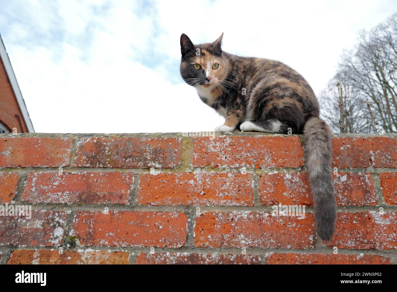 Bigotes largos de Tabby Cat Kitten de ojos verdes y cola arbustiva sentada en la pared de ladrillo rojo, cielo azul y nubes blancas, azotea de la casa, árboles Foto de stock