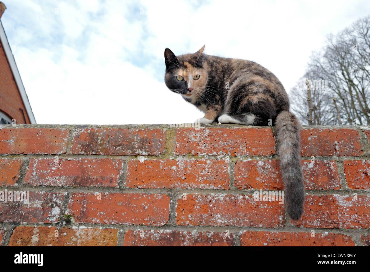 Bigotes largos de Tabby Cat Kitten de ojos verdes y cola arbustiva sentada en la pared de ladrillo rojo, cielo azul y nubes blancas, azotea de la casa, árboles Foto de stock