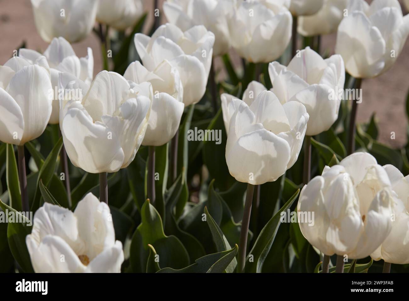 Tulip White Price flores en la luz del sol de primavera Foto de stock