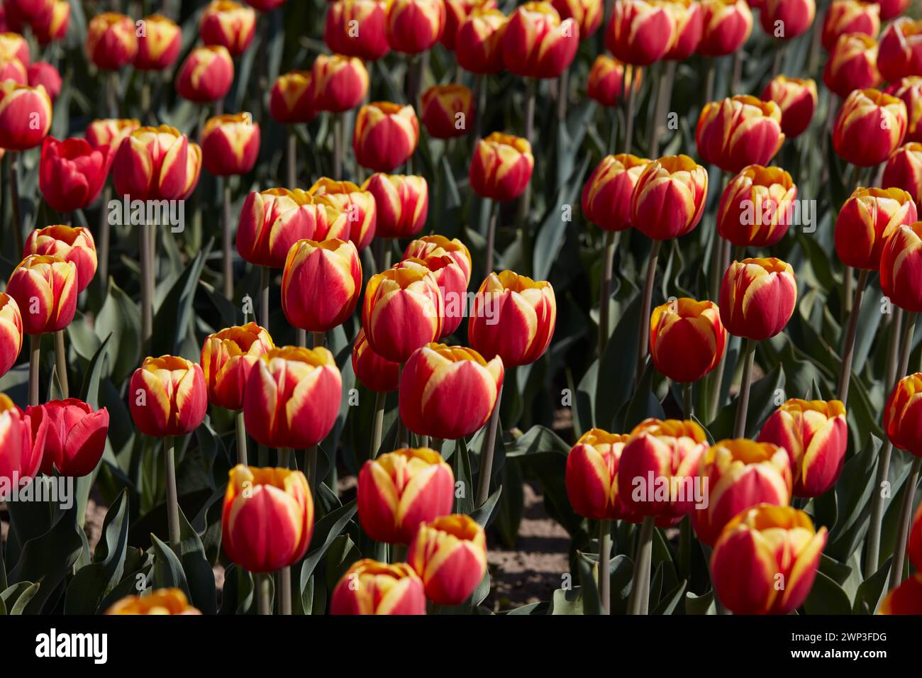 Flores de tulipán con pétalos amarillos y rojos a la luz del sol primaveral Foto de stock