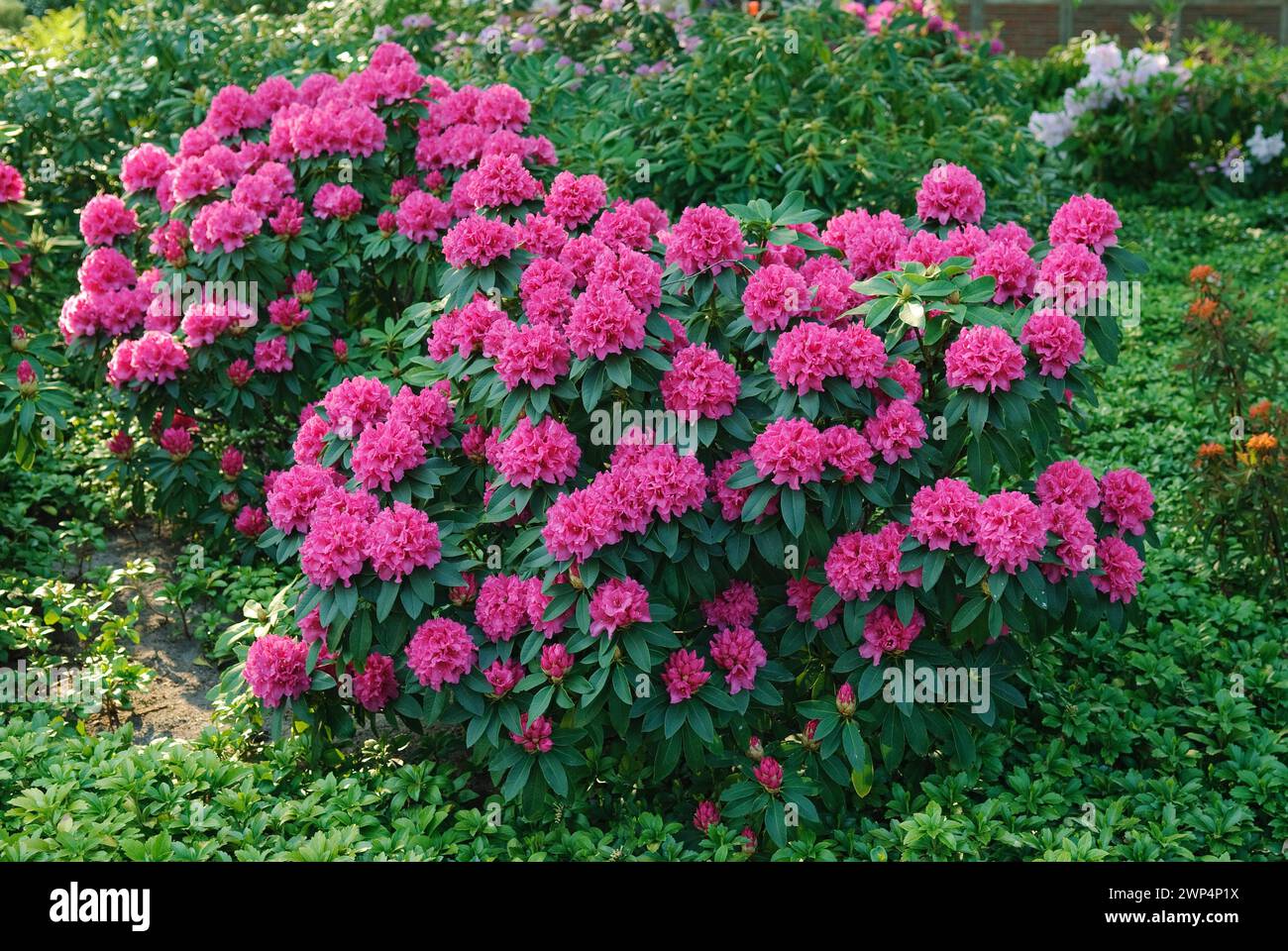 Rosa alpina (Rhododendron 'P. A. Colijn'), Park der Gaerten, Bad Zwischenahn, 81 Foto de stock