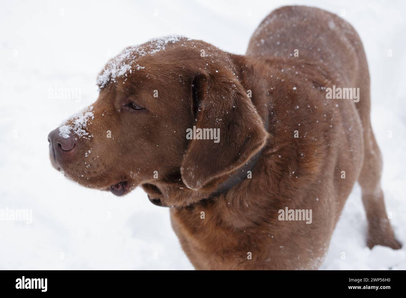 Gran perro de mascota marrón con nieve en la cara Foto de stock