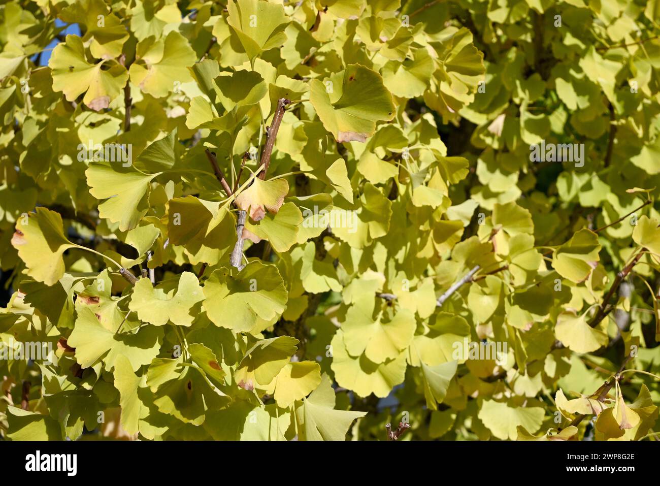 las hojas de ginkgo verde se vuelven amarillas en el día soleado de otoño Foto de stock