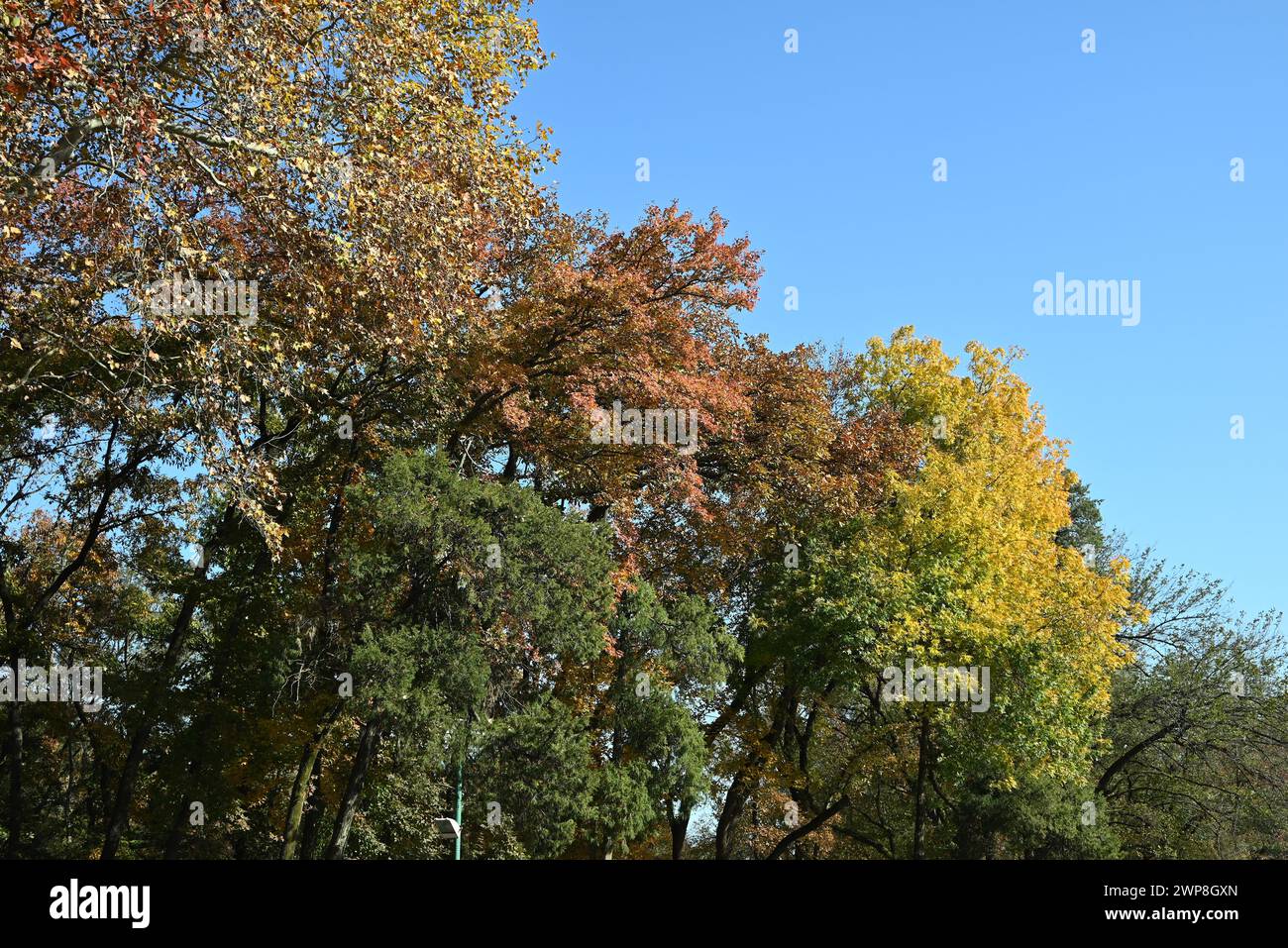 hojas coloridas bajo el cielo azul en el día soleado del otoño Foto de stock