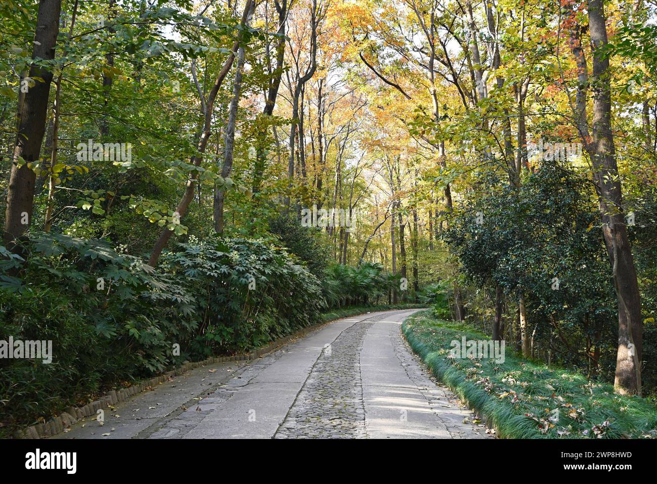 camino en el bosque de otoño en la tarde soleada Foto de stock