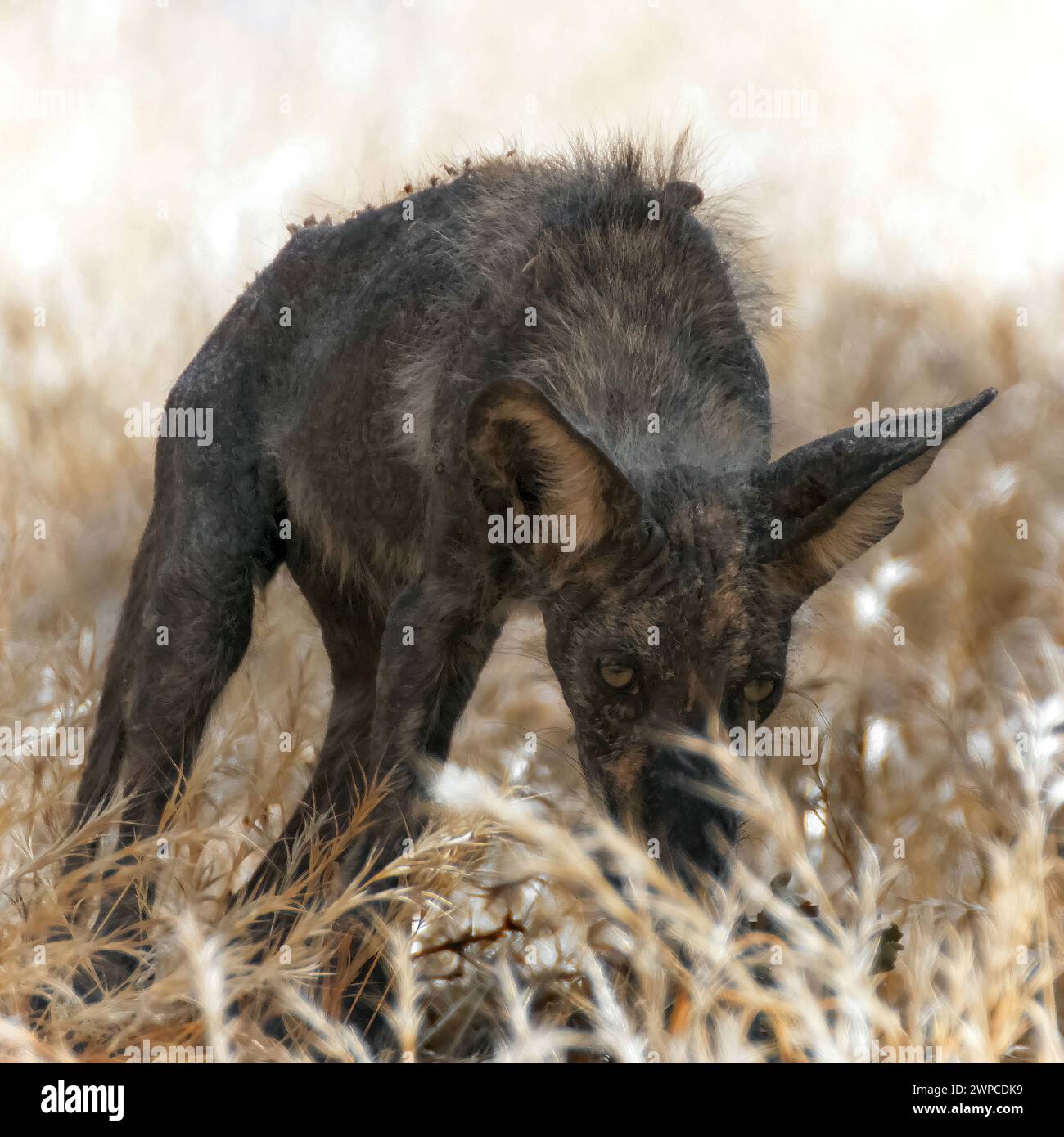Coyote joven con pelaje muy oscuro, posiblemente recuperándose de la sarna (enfermedad de la piel). Reserva Regional de Round Valley, Condado de Contra Costa, California. Foto de stock