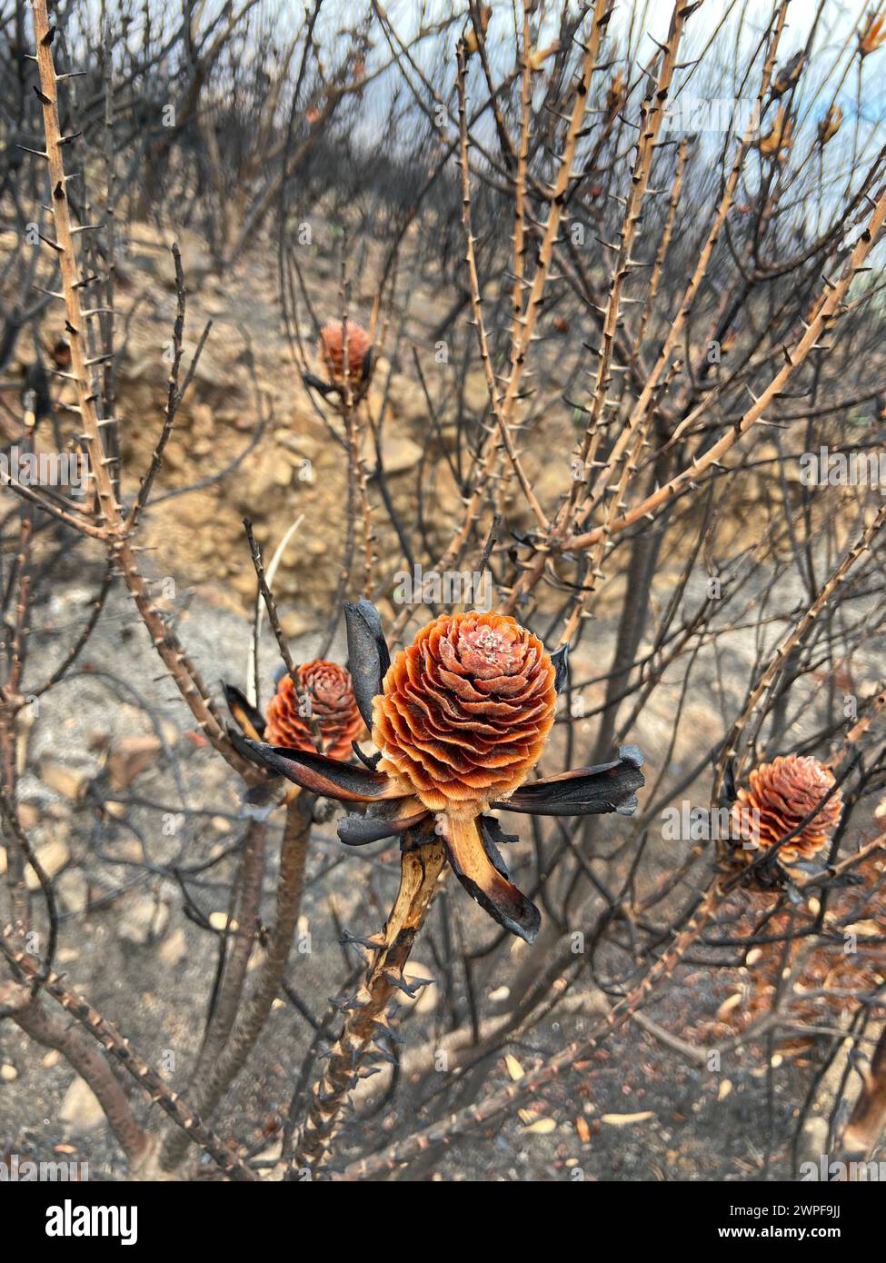 Los conos en las ramas quemadas después del fuego. Table Mountain, Ciudad del Cabo Foto de stock