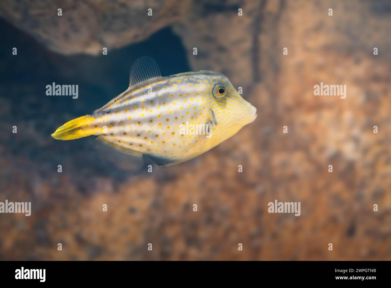 Filefish (Cantherhines pullus) - Pez marino Foto de stock