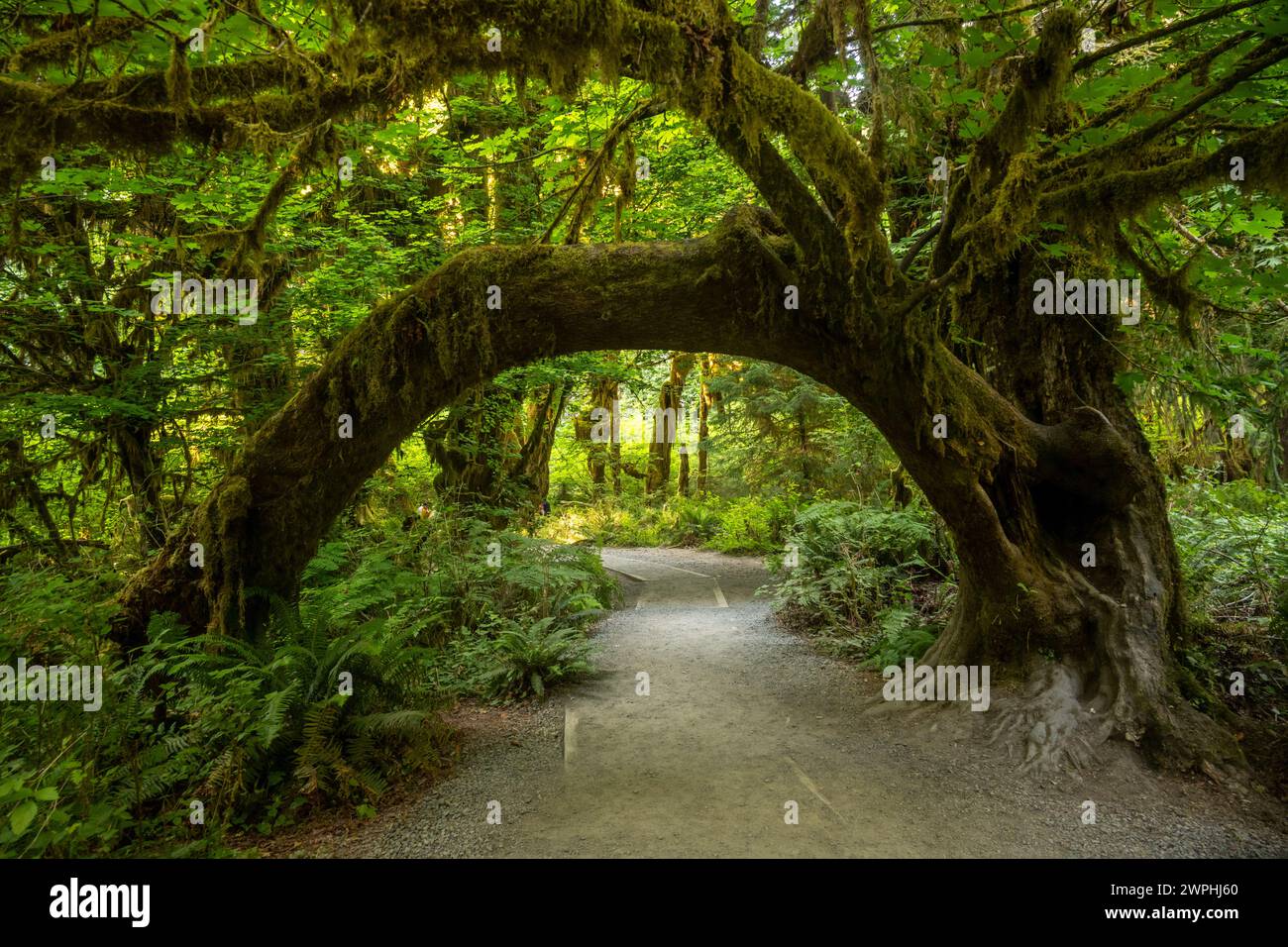 Grandes ramas de árbol cubiertas de musgo hacen un túnel sobre el sendero en el Parque Nacional Olímpico Foto de stock