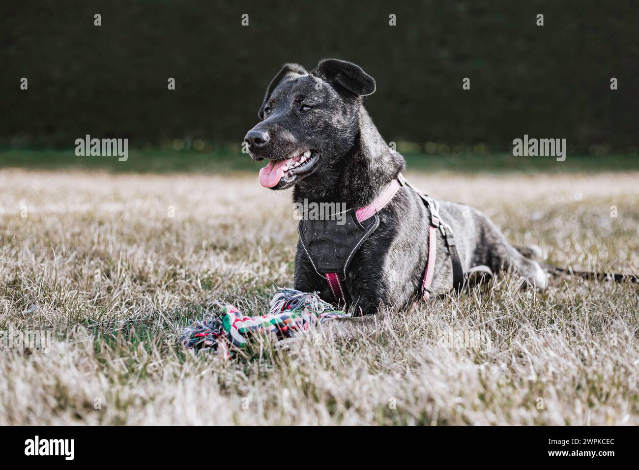 Un perro joven doméstico acostado en el suelo con hierba en verano Foto de stock